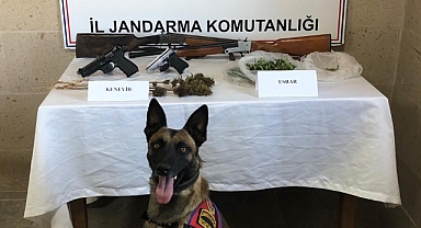 Gazlıgöl'de yasa dışı kenevir ekmişler