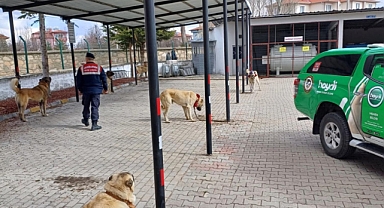İhsaniye'de köpek dövüştürenler yakalandı