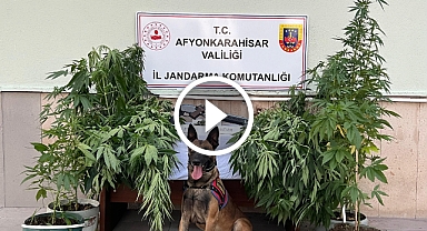 İhsaniye'de dev "uyuşturucu" operasyonu: 2 gözaltı