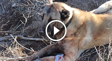 Afyon'da "köpek" dövüştürdüler..