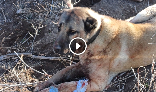 Afyon'da "köpek" dövüştürdüler..